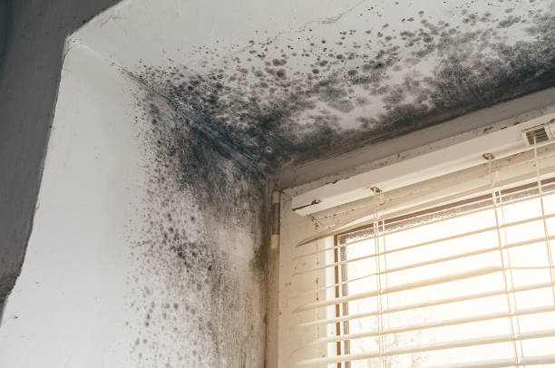Affordable Mold Cleanup solutions in Salem, OR
